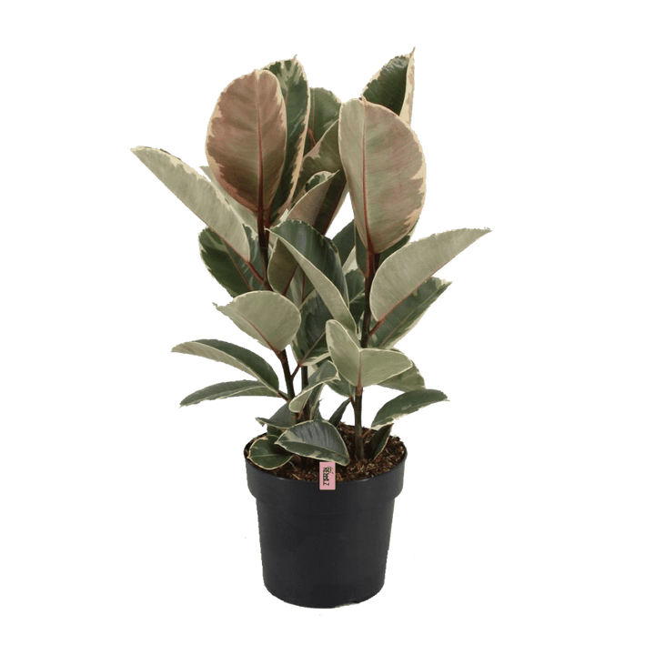 Sweet Rebel (Ficus elastica Tineke) - Nachhaltige Zimmerpflanzen kaufen Botanicly Foto 1