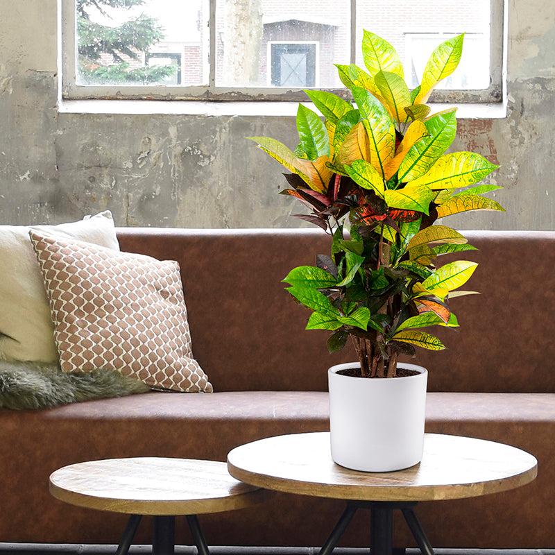 Wunderstrauch (Codiaeum variegatum Iceton) - Nachhaltige Zimmerpflanzen kaufen Botanicly Foto 3