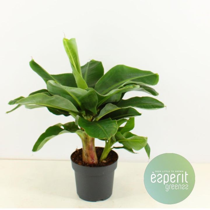 Zwerg-Essbanane (Musa Dwarf Cavendish) - Nachhaltige Zimmerpflanzen kaufen Botanicly Foto 2