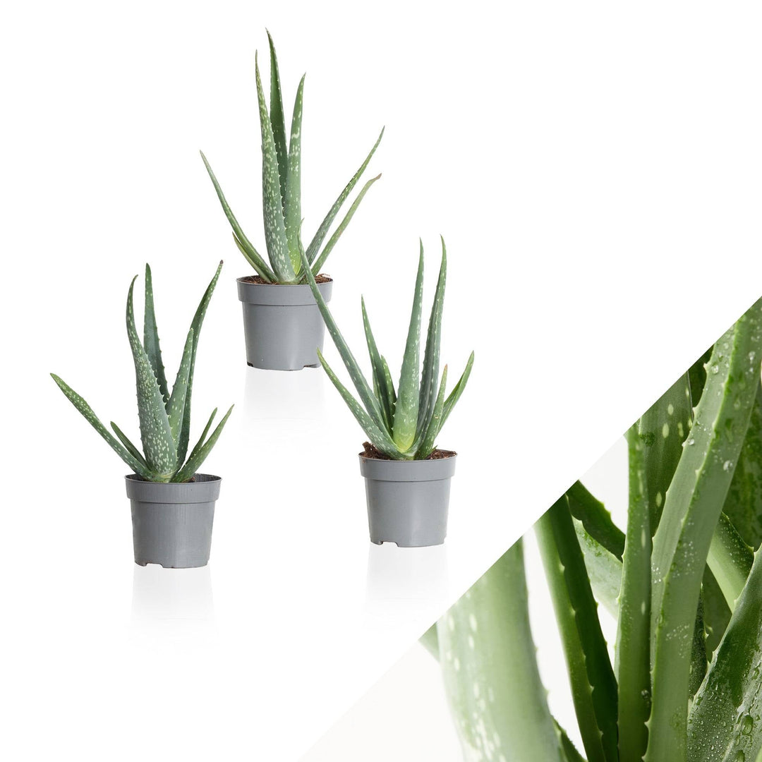 Alva die Aloe Vera-Topfpflanzen-Botanicly