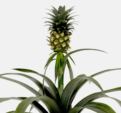 Anna die Ananaspflanze-FALSE-Botanicly