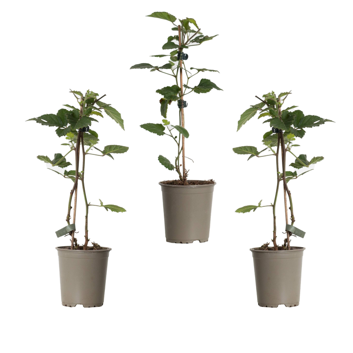 Baobao die Brombeere- 3 Pflanzen-Topfpflanzen-Botanicly