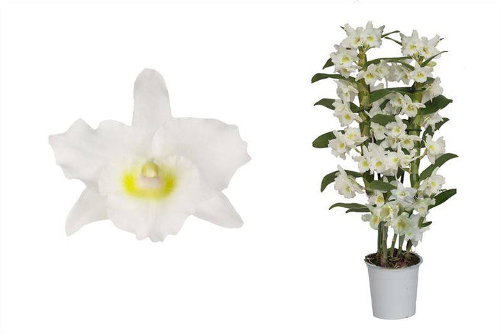 Bambus Orchidee (Dendrobium Nobile Apollon) - Nachhaltige Zimmerpflanzen kaufen Botanicly Foto 1