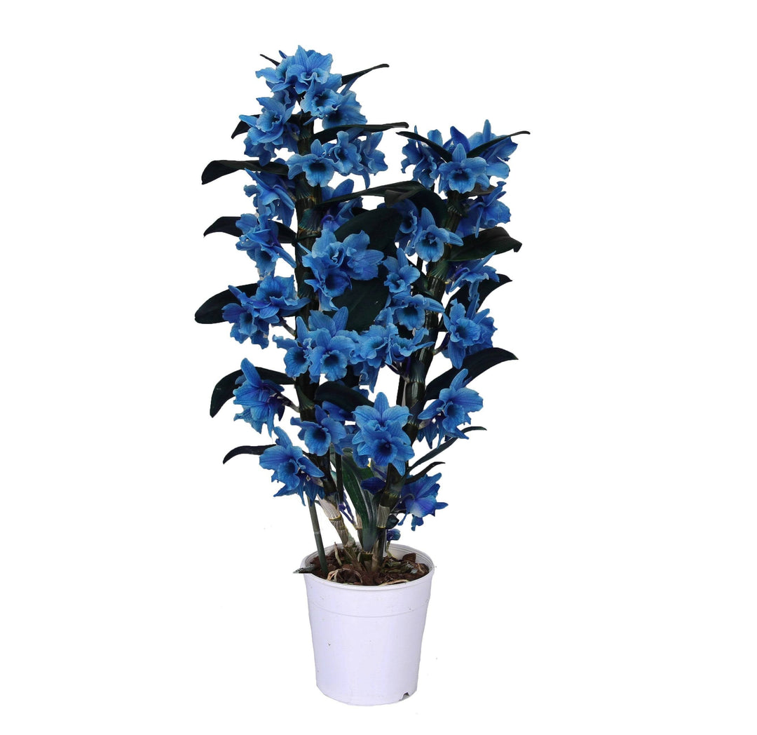 Bambusorchidee Blau Gefärbt (Dendrobium Nobile Royal Blue) - Nachhaltige Zimmerpflanzen kaufen Botanicly Foto 2