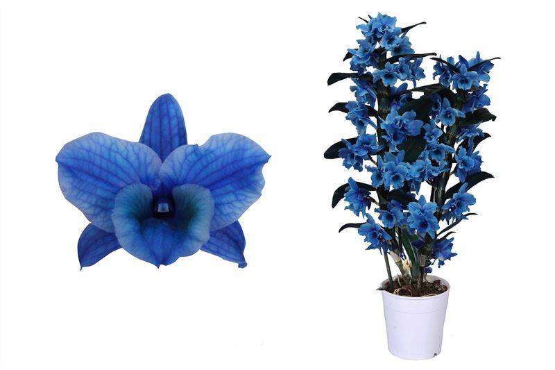 Bambusorchidee Blau Gefärbt (Dendrobium Nobile Royal Blue) - Nachhaltige Zimmerpflanzen kaufen Botanicly Foto 1