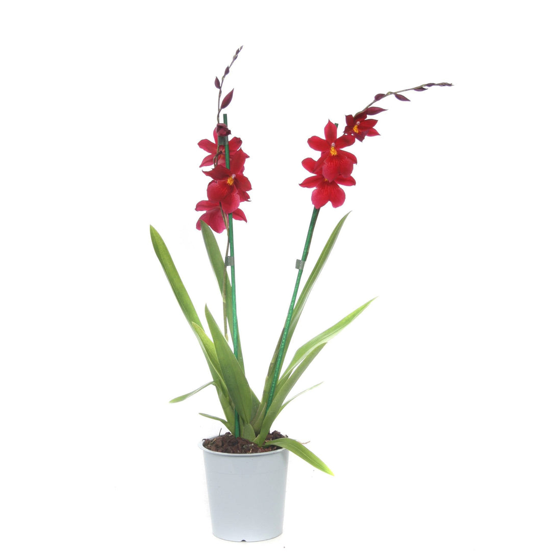 Cambria-Orchidee (Burrageara Cambria Nelly Red Velvet) - Nachhaltige Zimmerpflanzen kaufen Botanicly Foto 2