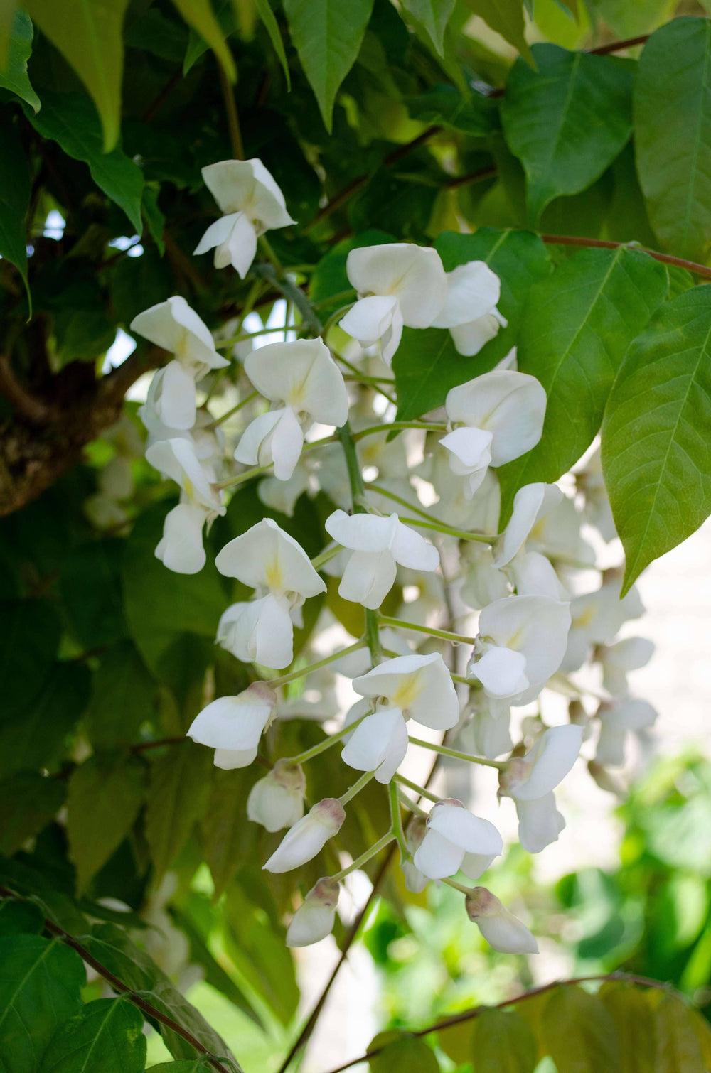 jap wisteria floribunda alba chinesische wisteria kaufen Foto-3