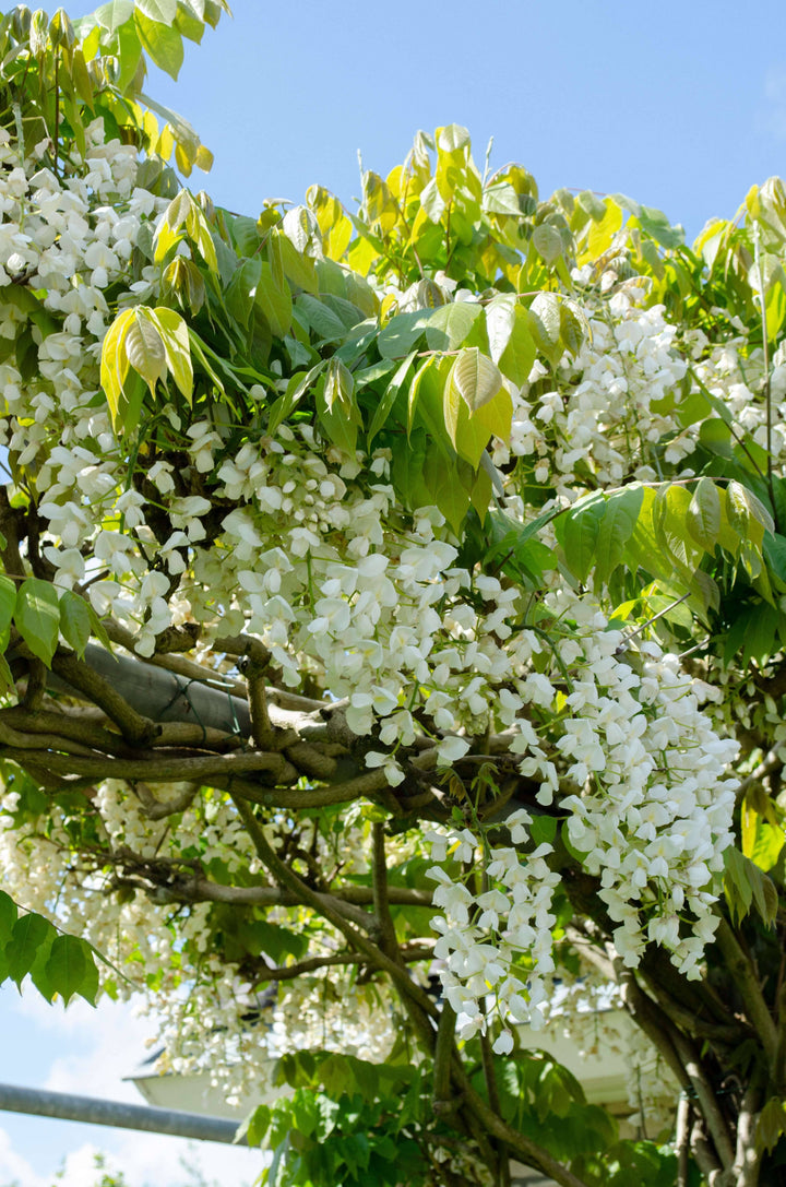 jap wisteria floribunda alba chinesische wisteria kaufen Foto-4