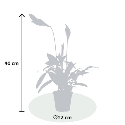 Drachenbaum (Dracaena surculosa) - Nachhaltige Zimmerpflanzen kaufen Botanicly Foto 5