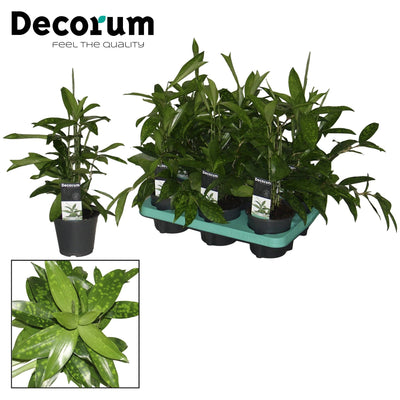 Drachenbaum (Dracaena surculosa) - Nachhaltige Zimmerpflanzen kaufen Botanicly Foto 7