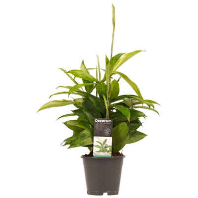 Drachenbaum (Dracaena surculosa) - Nachhaltige Zimmerpflanzen kaufen Botanicly Foto 8