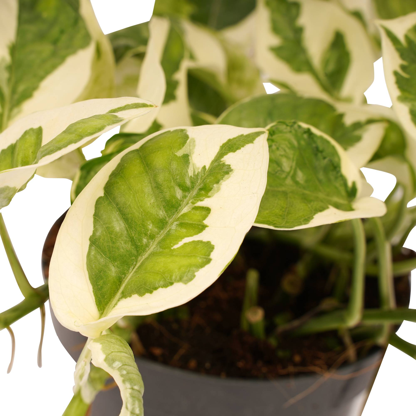 Efeutute (Epipremnum Pinnatum Njoy) - Nachhaltige Zimmerpflanzen kaufen Botanicly Foto 2
