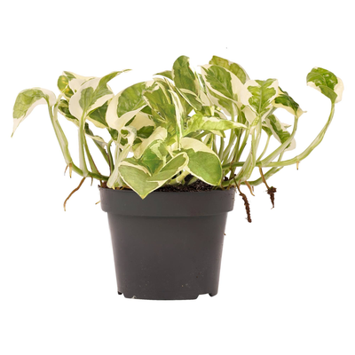 Efeutute (Epipremnum Pinnatum Njoy) - Nachhaltige Zimmerpflanzen kaufen Botanicly Foto 1