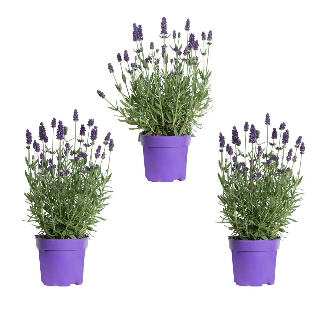 Emrah der Echte Lavendel - 3 Pflanzen-Topfpflanzen-Botanicly
