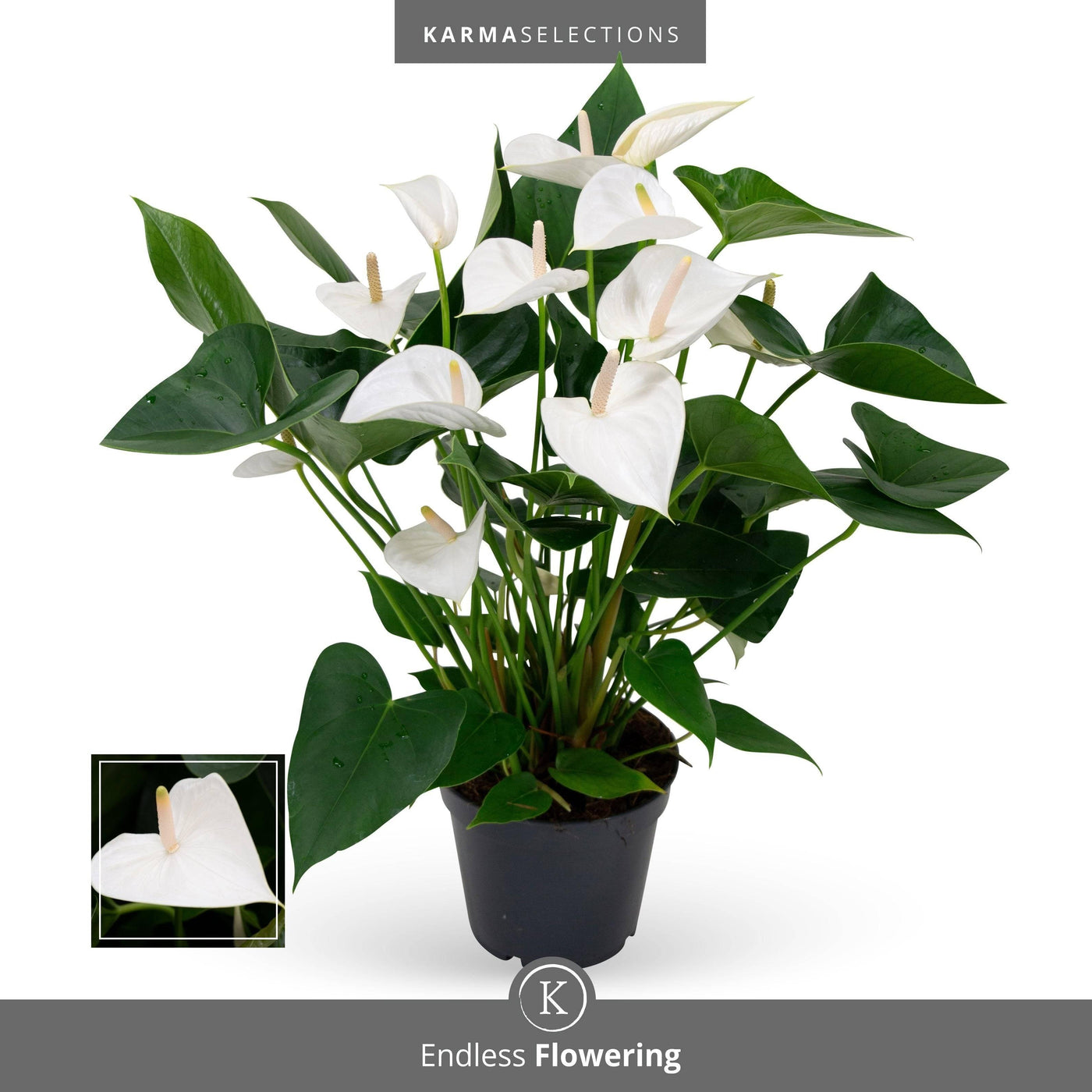 Flamingoblume (Anthurium Andreanum Alaska White) - Nachhaltige Zimmerpflanzen kaufen Botanicly Foto 11