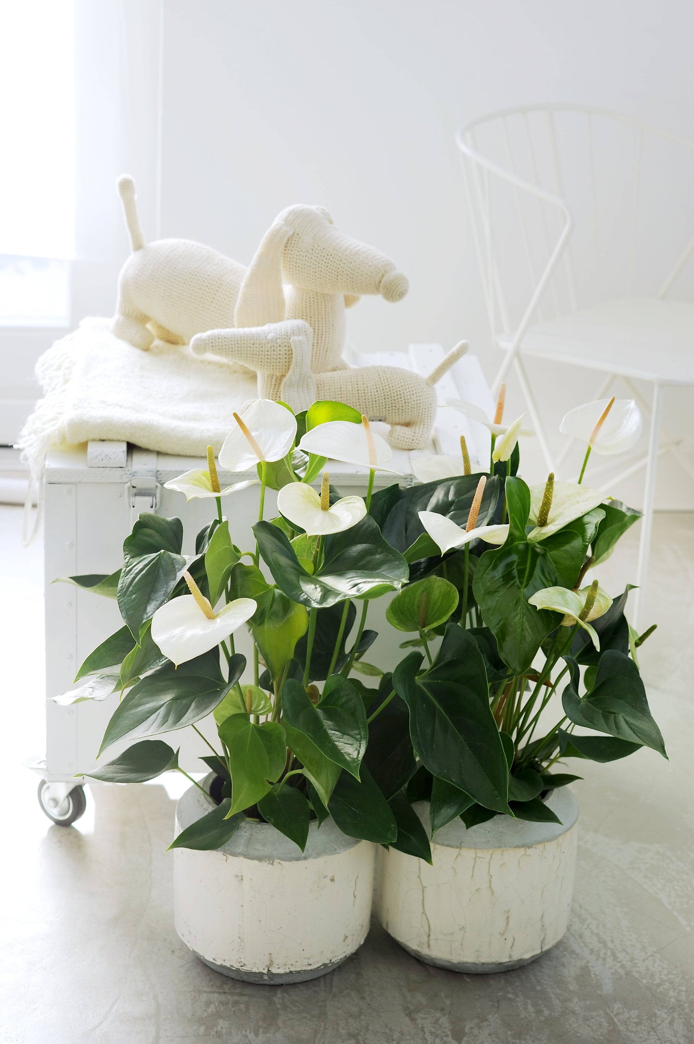 Flamingoblume (Anthurium Andreanum Alaska White) - Nachhaltige Zimmerpflanzen kaufen Botanicly Foto 5