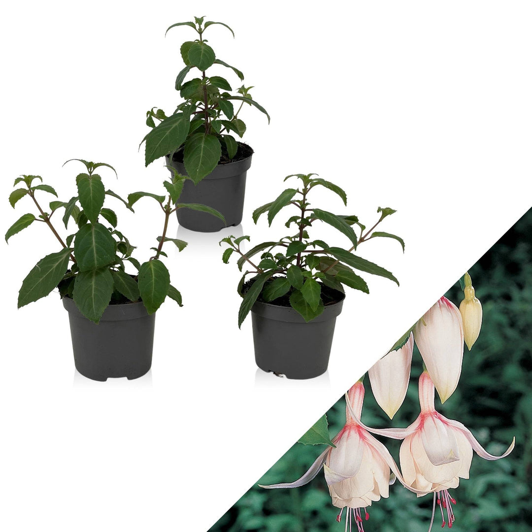 Fuchsie (Fuchsia Annabel) - Nachhaltige Zimmerpflanzen kaufen Botanicly Foto 1
