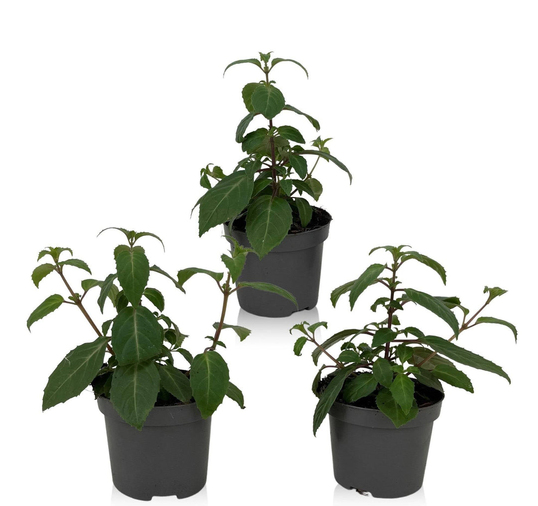 Fuchsie (Fuchsia Annabel) - Nachhaltige Zimmerpflanzen kaufen Botanicly Foto 2