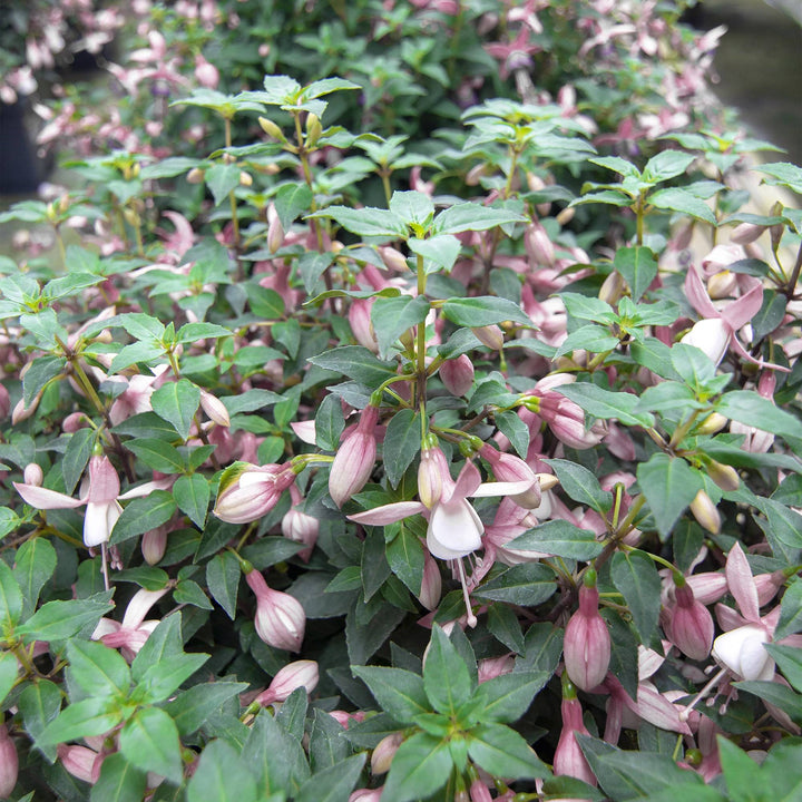 Fuchsie (Fuchsia Annabel) - Nachhaltige Zimmerpflanzen kaufen Botanicly Foto 4