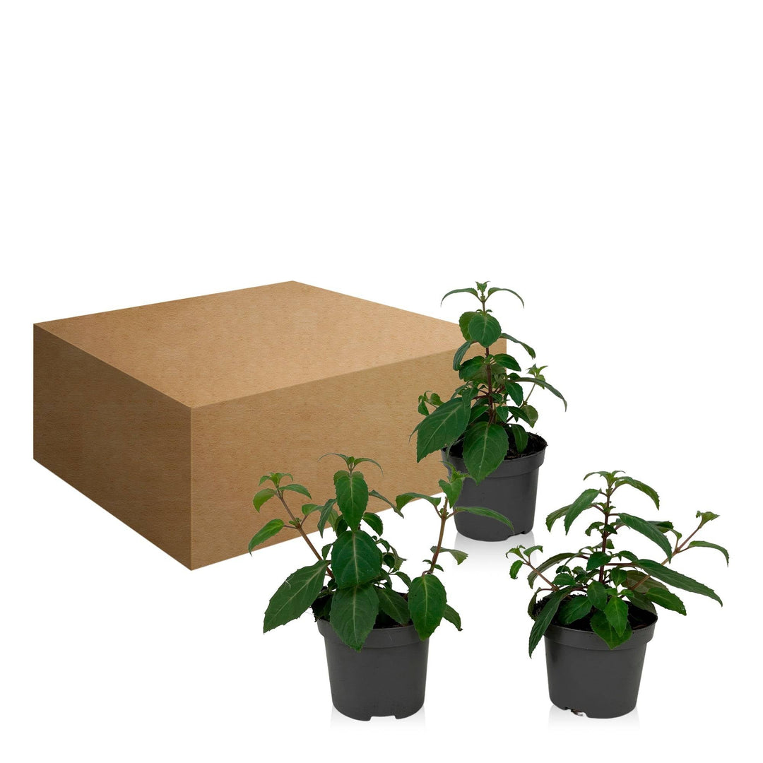 Fuchsie (Fuchsia Annabel) - Nachhaltige Zimmerpflanzen kaufen Botanicly Foto 5