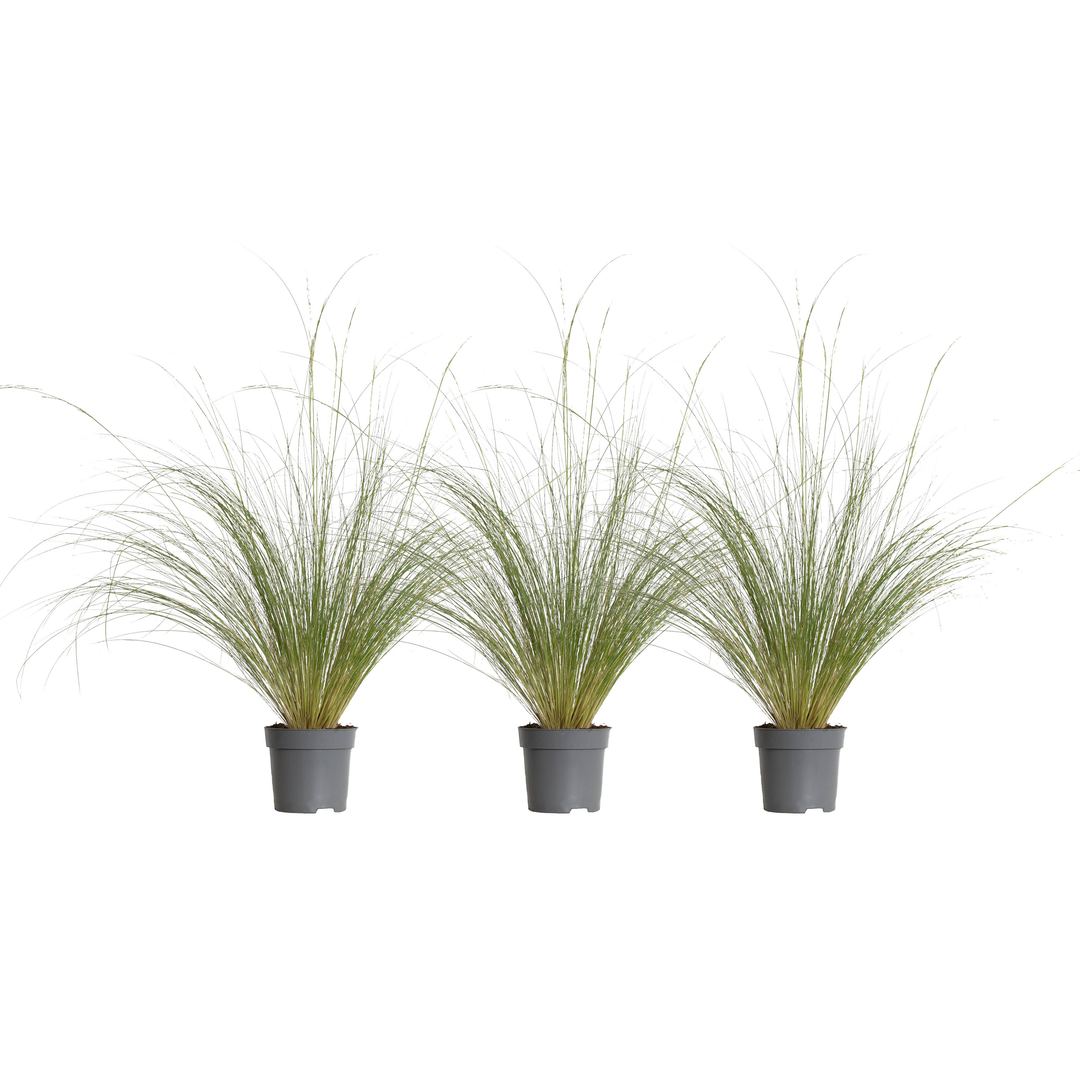 Federgras (Stipa Tenuissma Ponytails) - Nachhaltige Zimmerpflanzen kaufen Botanicly Foto 2