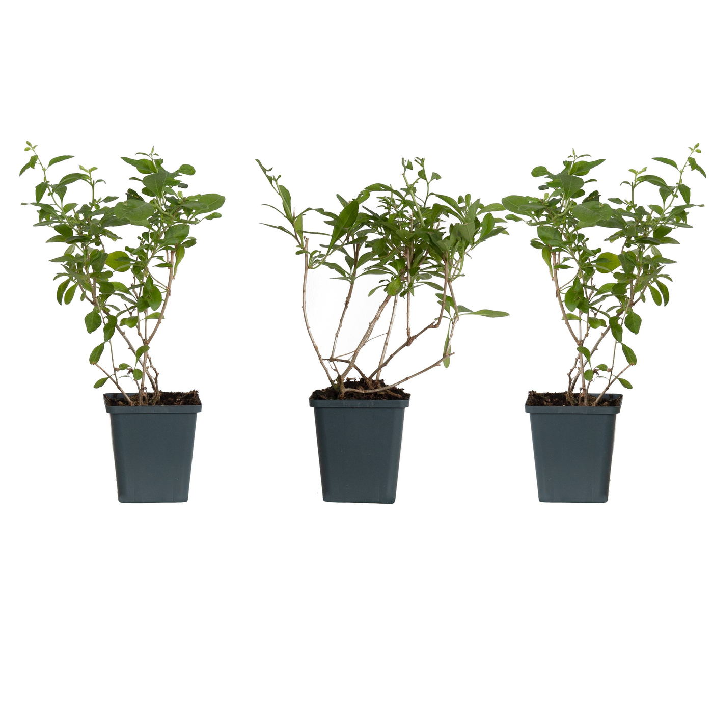 Gala die Gojibeere- 3 Pflanzen-Topfpflanzen-Botanicly