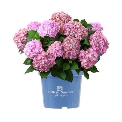 p hydrangea bloomstar® pink macrophylla gartenhortensie kaufen Foto-1