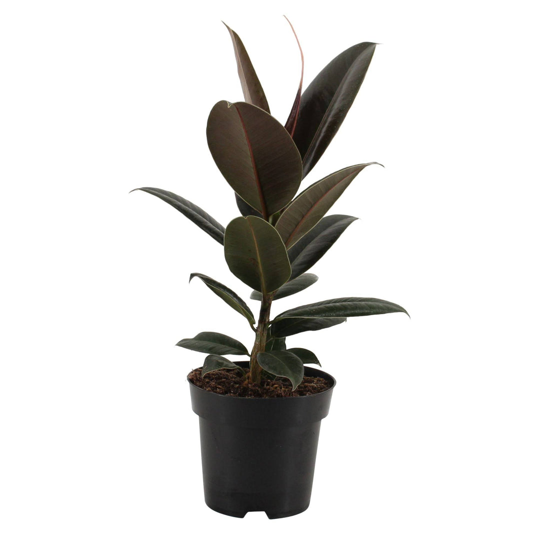 Gummibaum (Ficus Elastica Melanie) - Nachhaltige Zimmerpflanzen kaufen Botanicly Foto 2