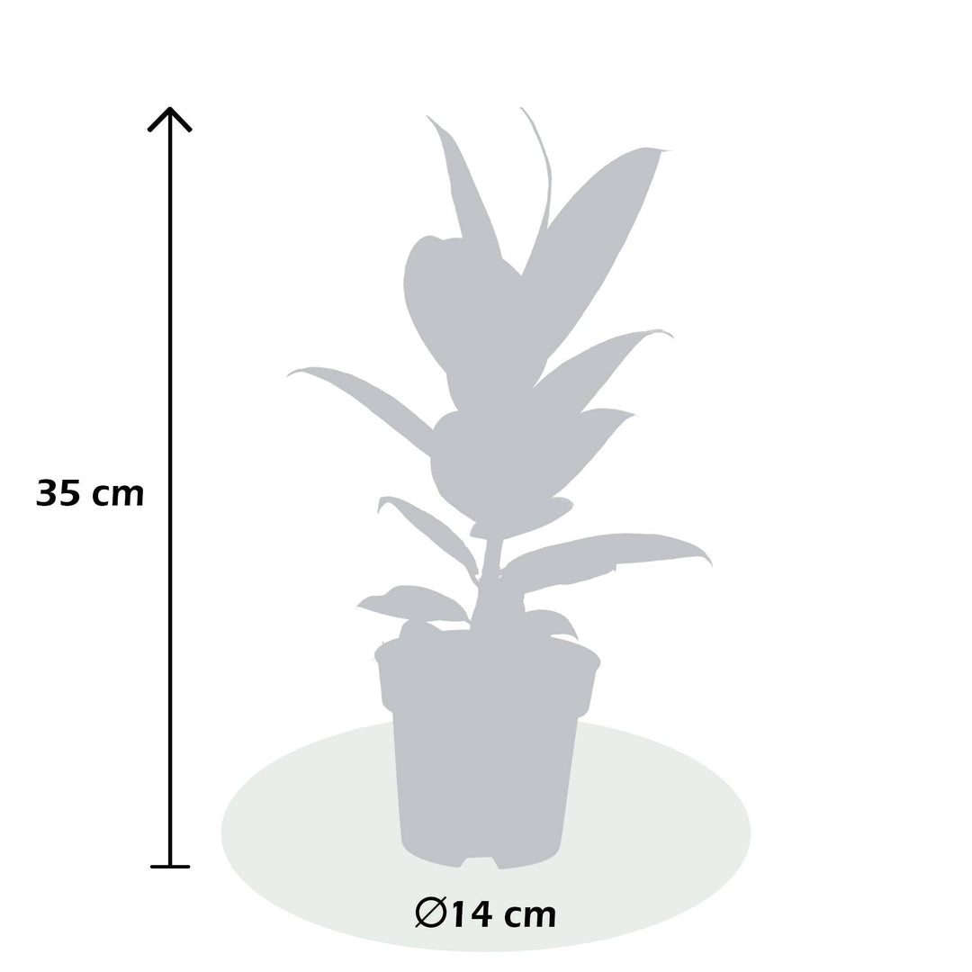 Gummibaum (Ficus Elastica Melanie) - Nachhaltige Zimmerpflanzen kaufen Botanicly Foto 3
