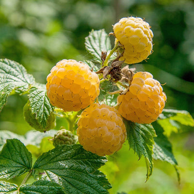 Himbeere Gelb (Rubus Idaeus Fallgold) - Nachhaltige Zimmerpflanzen kaufen Botanicly Foto 4
