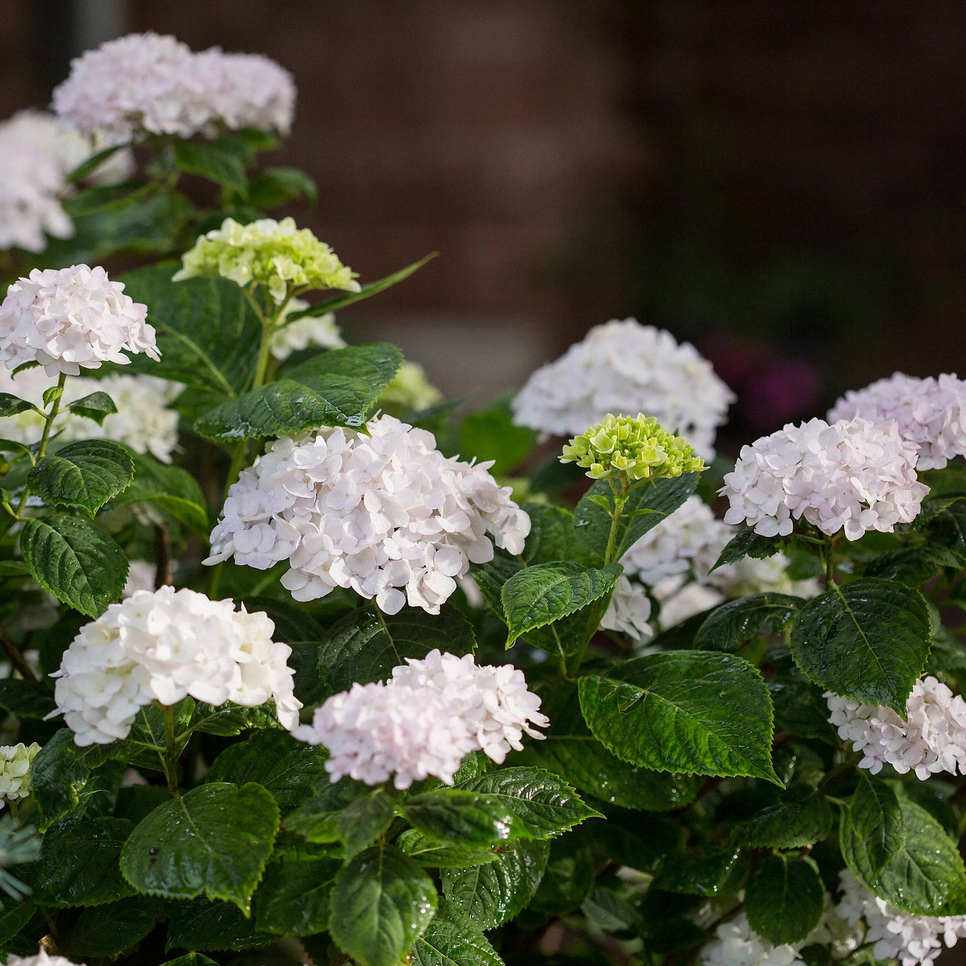 Hortensie (Hydrangea The Bride® White Macrophylla) - Nachhaltige Zimmerpflanzen kaufen Botanicly Foto 3