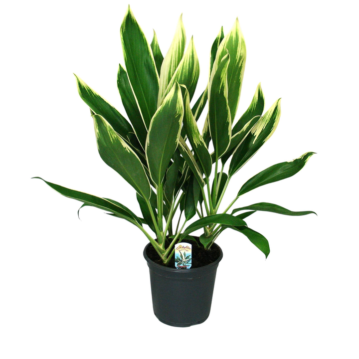 Keulenlilie (Cordyline Fruticosa Conga) - Nachhaltige Zimmerpflanzen kaufen Botanicly Foto 5
