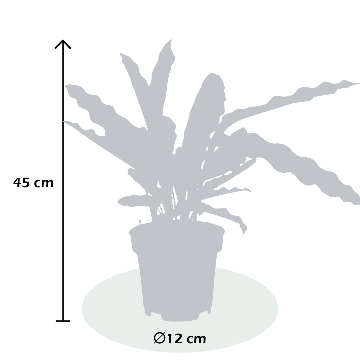 Korbmarante (Calathea Lancifolia Insignis) - Nachhaltige Zimmerpflanzen kaufen Botanicly Foto 5