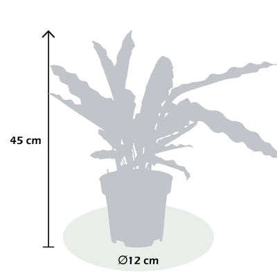 Korbmarante (Calathea Lancifolia Insignis) - Nachhaltige Zimmerpflanzen kaufen Botanicly Foto 5