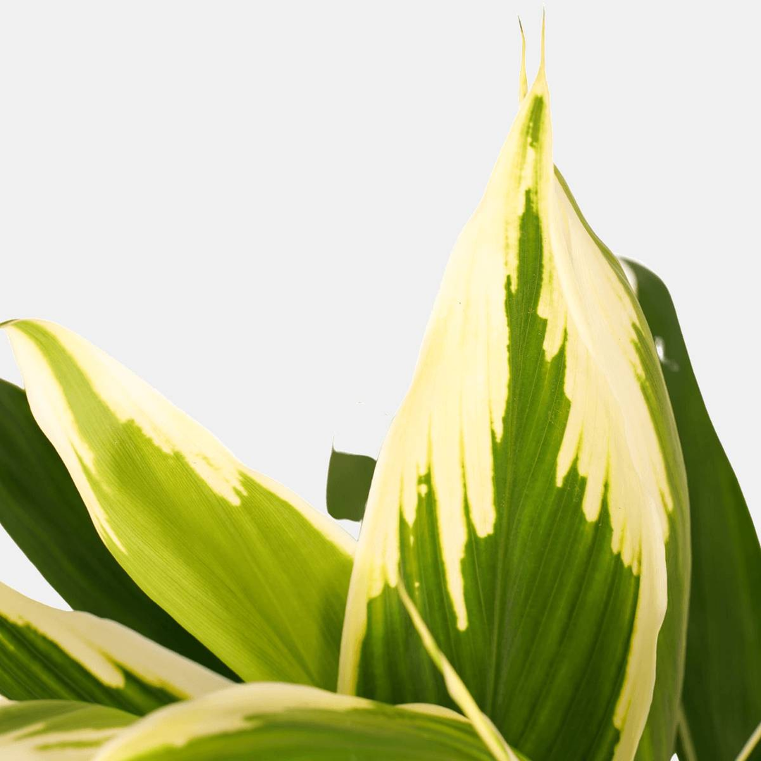 Konstanze die Keulenlilie-FALSE-Botanicly