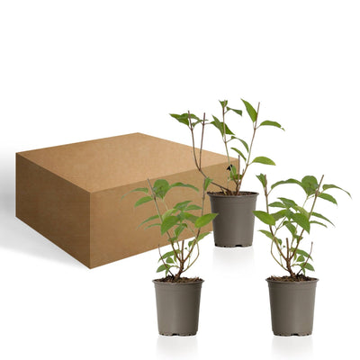 Rispen-Hortensie (Hydrangea Paniculata Phantom) - Nachhaltige Zimmerpflanzen kaufen Botanicly Foto 6