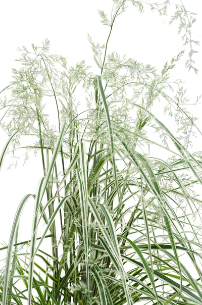 jap calamagrostis x acutiflora overdam reitgras kaufen Foto-3