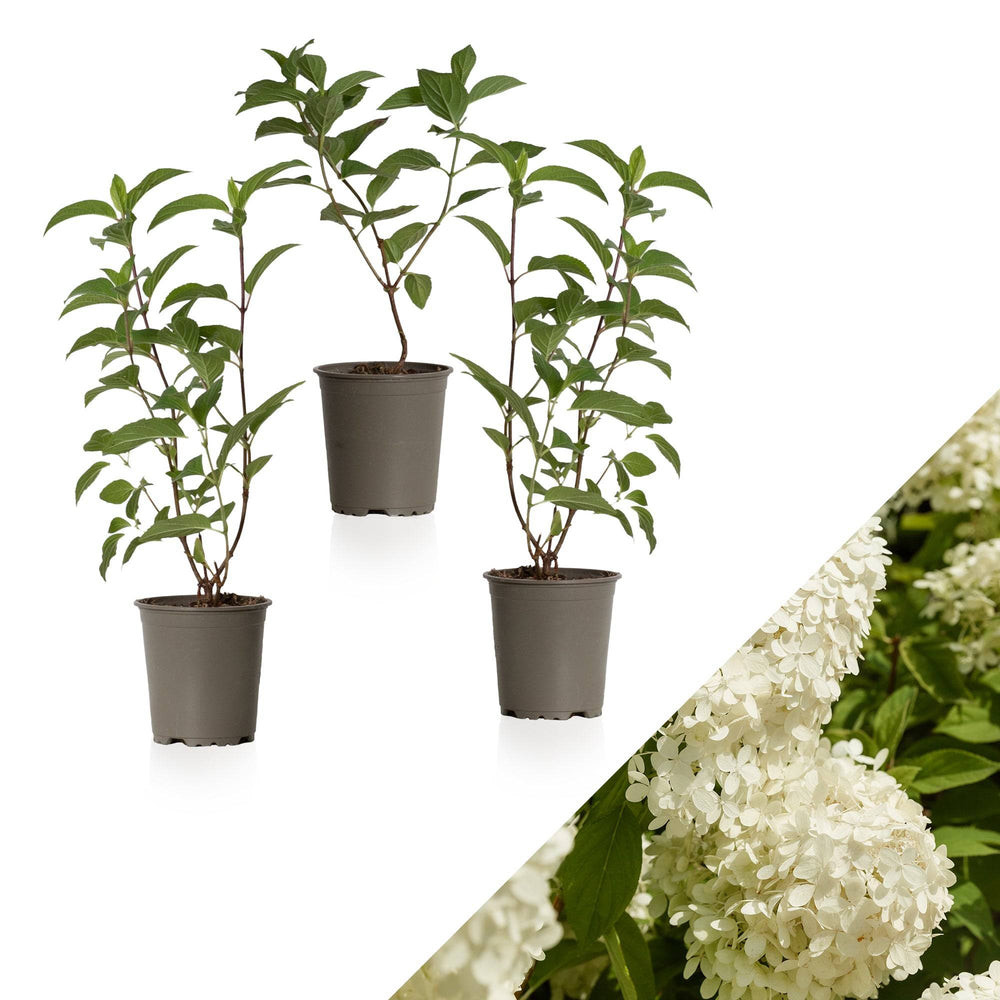 Rispen-Hortensie Weiß (Hydrangea Paniculata Silver Dollar) - Nachhaltige Zimmerpflanzen kaufen Botanicly Foto 1