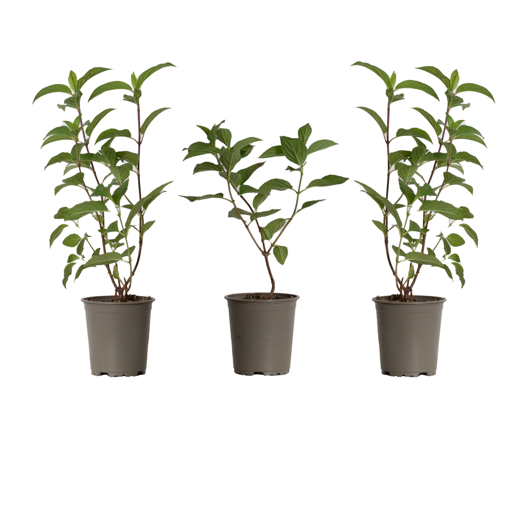 Rispen-Hortensie Weiß (Hydrangea Paniculata Silver Dollar) - Nachhaltige Zimmerpflanzen kaufen Botanicly Foto 2