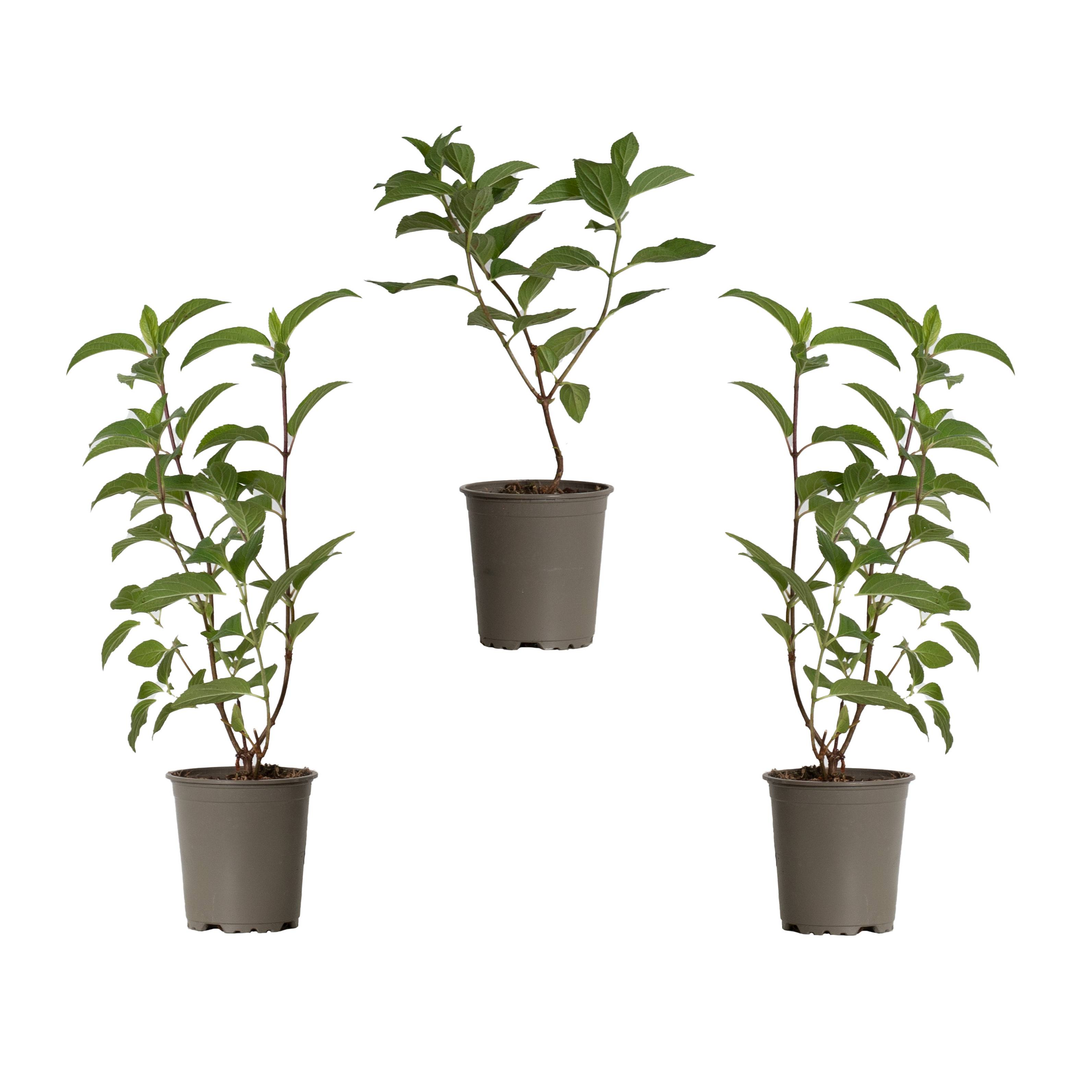 Rispen-Hortensie Weiß (Hydrangea Paniculata Silver Dollar) - Nachhaltige Zimmerpflanzen kaufen Botanicly Foto 3