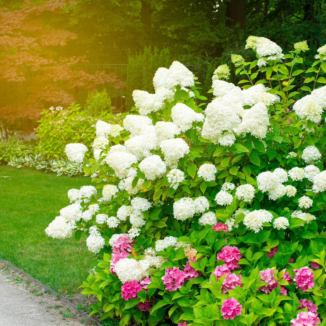 Rispen-Hortensie Weiß (Hydrangea Paniculata Silver Dollar) - Nachhaltige Zimmerpflanzen kaufen Botanicly Foto 5