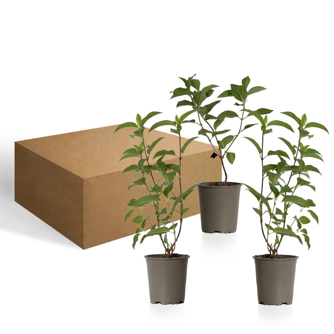 Rispen-Hortensie Weiß (Hydrangea Paniculata Silver Dollar) - Nachhaltige Zimmerpflanzen kaufen Botanicly Foto 6