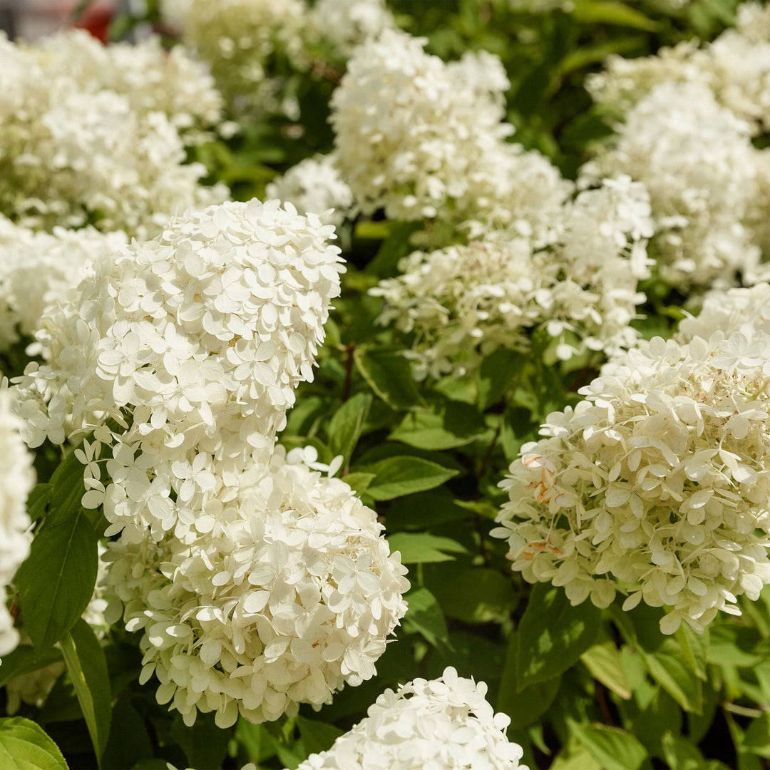 Rispen-Hortensie Weiß (Hydrangea Paniculata Silver Dollar) - Nachhaltige Zimmerpflanzen kaufen Botanicly Foto 4