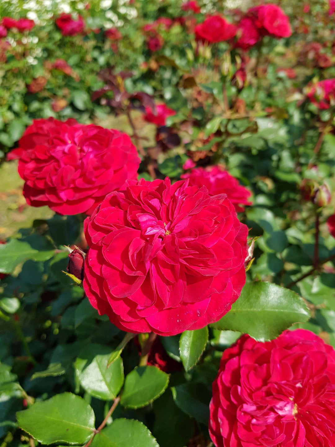 p rosa meilove floribunda rose kaufen Foto-4