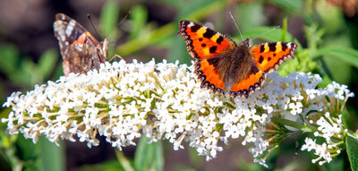 Schmetterlingsflieder Weiß (Buddleja Davidii White Profusion) - Nachhaltige Zimmerpflanzen kaufen Botanicly Foto 4