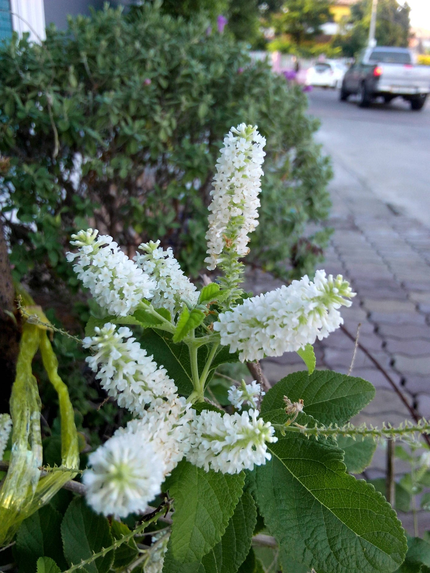 Schmetterlingsflieder Weiß (Buddleja Davidii White Profusion) - Nachhaltige Zimmerpflanzen kaufen Botanicly Foto 6
