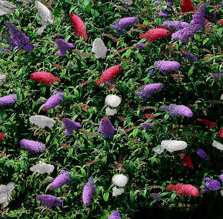 Schmetterlingsflieder Mehrfarbig (Buddleja Davidii Nanho Blue, Pink Delight, White Profusion) - Nachhaltige Zimmerpflanzen kaufen Botanicly Foto 4