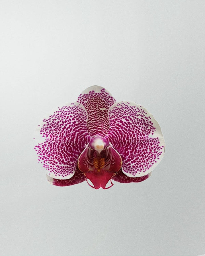 Saphira die Schmetterlingsorchidee Weiß Lila-Topfpflanzen-Botanicly
