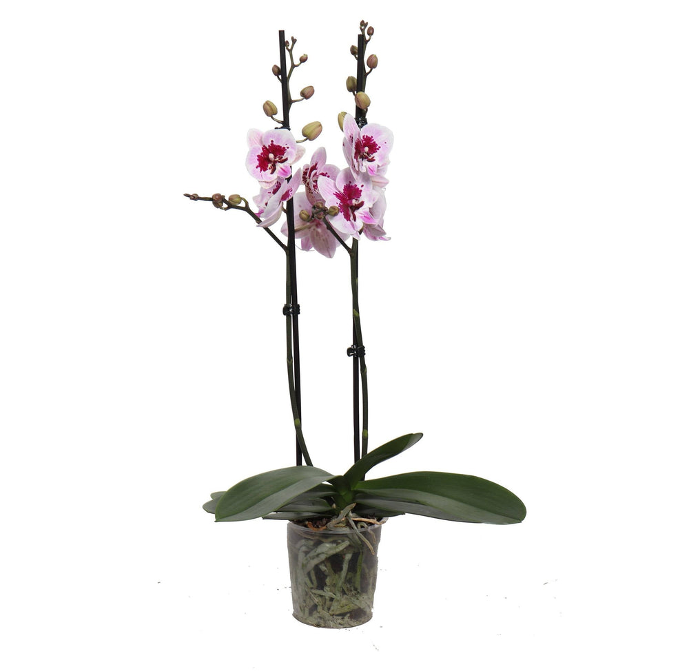 Schmetterlingsorchidee Weiß Mit Rosa Muster (Phalaenopsis Amabilis Aladdin) - Nachhaltige Zimmerpflanzen kaufen Botanicly Foto 2