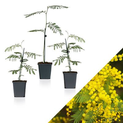 Silber-Akazie (Acacia Dealbata) - Nachhaltige Zimmerpflanzen kaufen Botanicly Foto 1